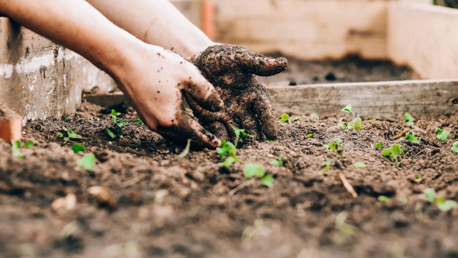 Deux mains reposant des jeunes plants dans la terre d’un jardin