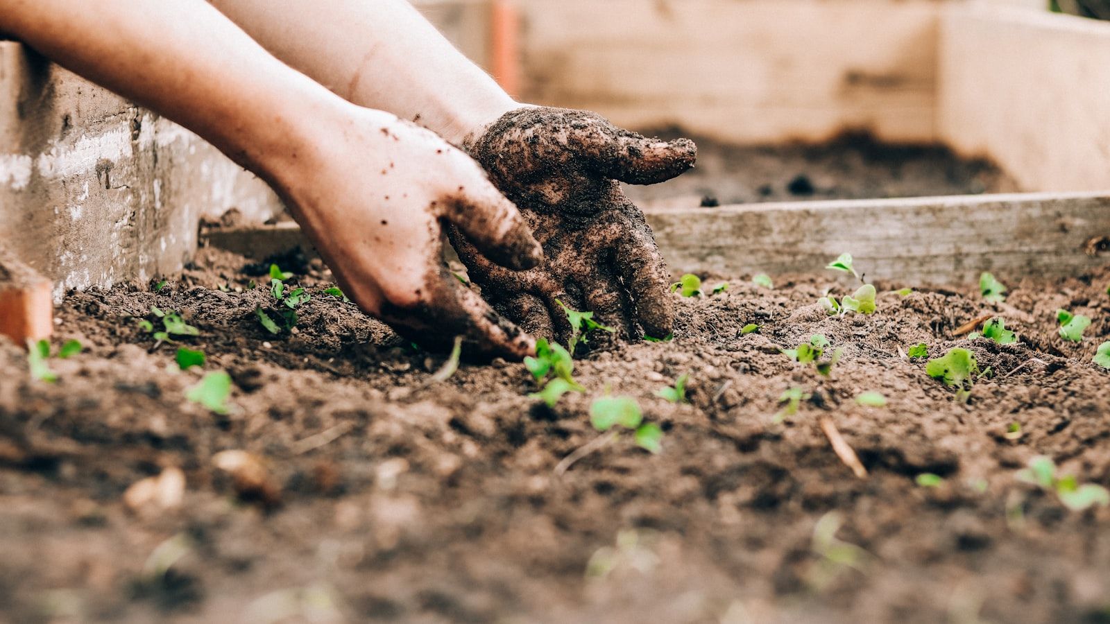 Deux mains reposant des jeunes plants dans la terre d’un jardin